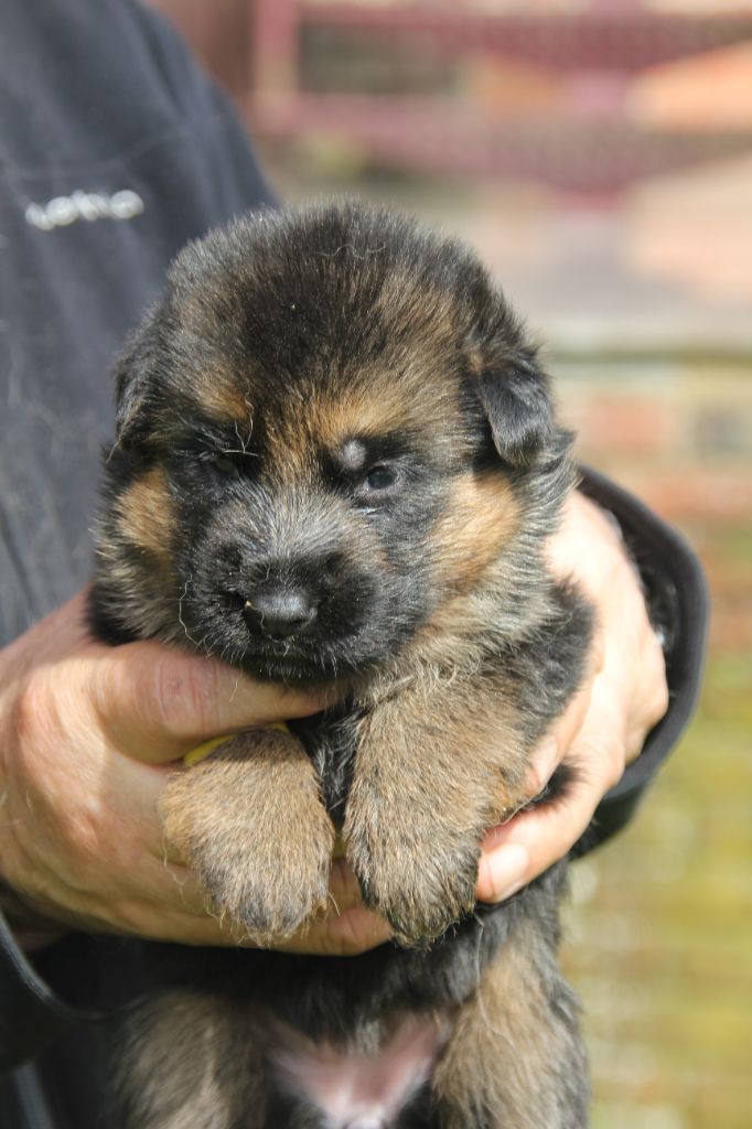 du Manoir de Sissi - Chiots disponibles - Berger Allemand