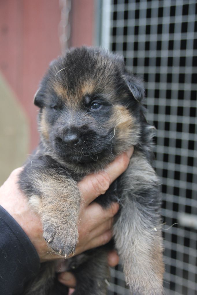 du Manoir de Sissi - Chiots disponibles - Berger Allemand