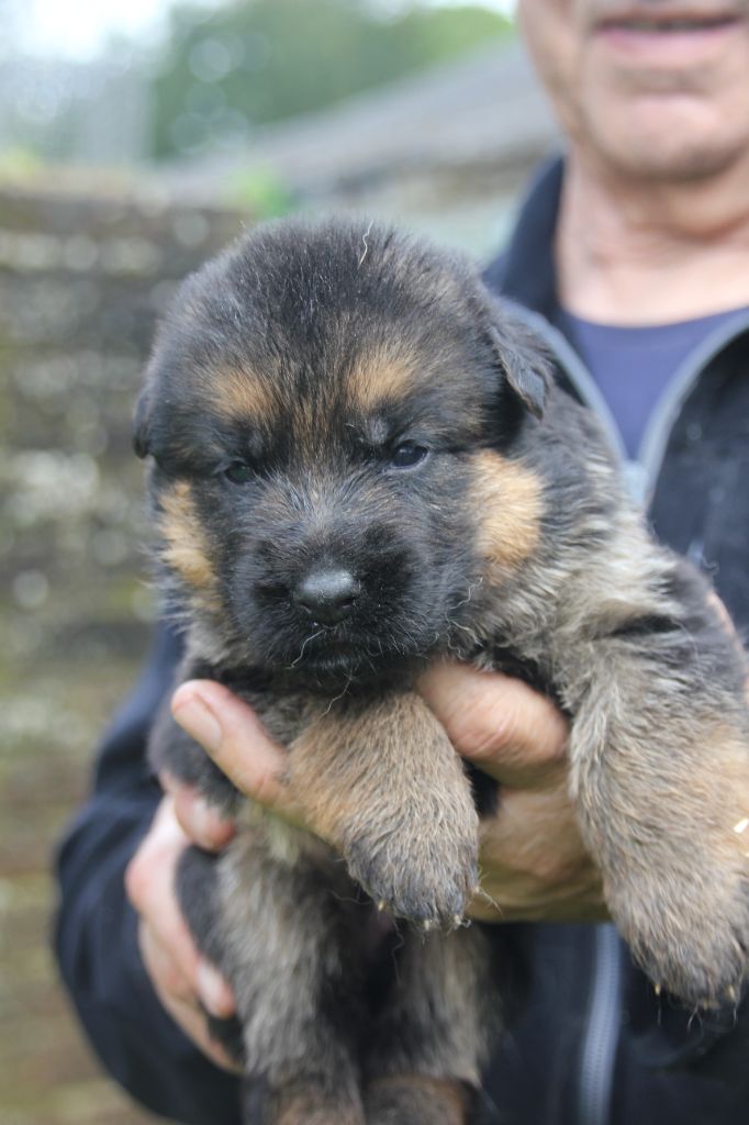 du Manoir de Sissi - Chiots disponibles - Berger Allemand